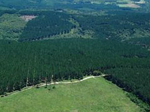 Photo 3 Forests