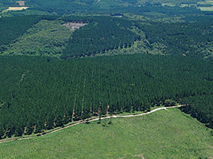 Photo forest Mustards / RS